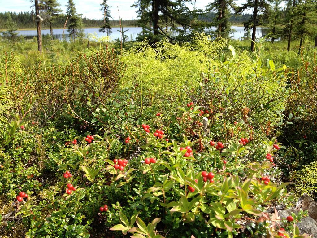 A Walden'S Pond Vila Soldotna Exterior foto